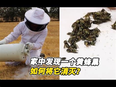 蜜蜂 築巢|2024蜂巢處理最新指南